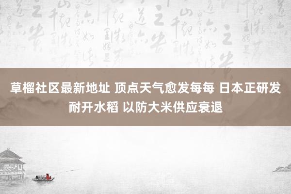 草榴社区最新地址 顶点天气愈发每每 日本正研发耐开水稻 以防大米供应衰退